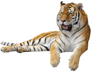 tigre image animaux transparent sur fond blanc pour site web illustration ecole montessori