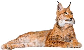 lynx paresseux image animaux transparent sur fond blanc pour site web illustration ecole montessori