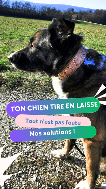 CHIEN QUI TIRE EN LAISSE