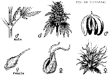 Erkennungsmerkmale der weiblichen sowie der männlichen Hanf bzw.Cannabisblüte