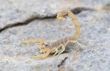 Le scorpion languedocien (Buthus occitanus occitanus). Cliquer pour agrandir.