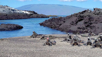 Eines der Highlights auf Galapagos: die Meerechsen oder auch Leguane genanntt