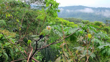 Tolle Aussicht von der Rayu Pakcha Lodge über den Regenwald
