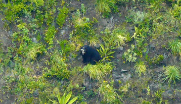 Andenbär in Ecuador: auch Brillenbär genannt
