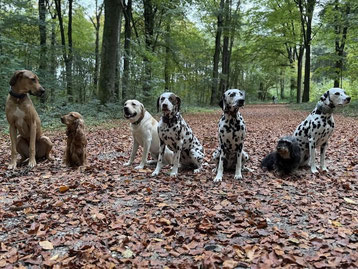 7 Hunde (von links Dogge, Cocker Spaniel, Labrador 2 Dalmatiner, Dackel und noch ein Dalmatiner) beim Sitz Training in einer Reihe während einer Gruppenstunde. 