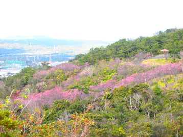 満開の桜で桃色に色づく名護岳