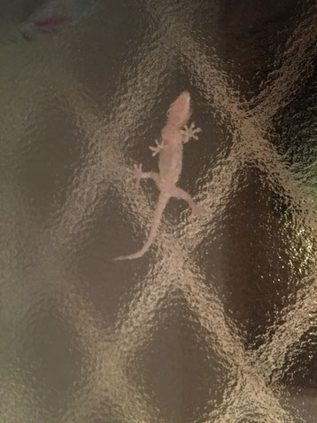 ヤモリ