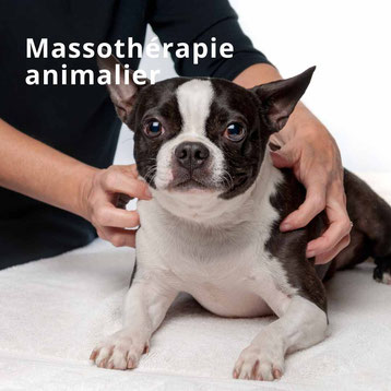 massages pour chiens a Tours - annuaire de therapeutes en touraine - Via Energetica