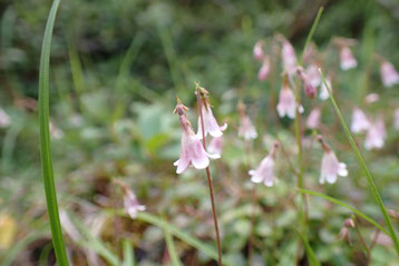 八ヶ岳 高山植物 開花情報 2025