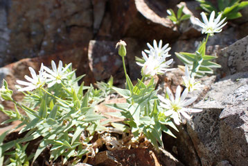 八ヶ岳 高山植物 開花情報 2025