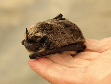 Eine Zweifarbfledermaus ist gerade bei Dagmer Papadopoulos in Pflege. (c) Petra Altrichter