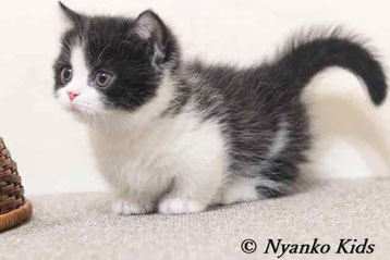 マンチカン|イメージ画像(1)