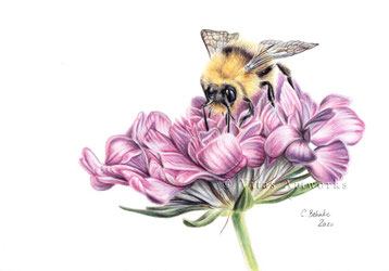 Hummel auf einer Blume - limitierter Kunstdruck