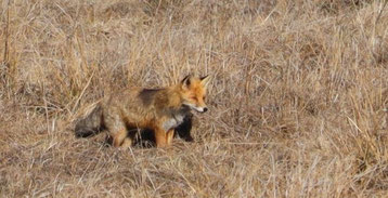 Photo décorative renard observant