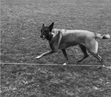 Longieren, Hund Anja Niederberger, Hundeschule Namida