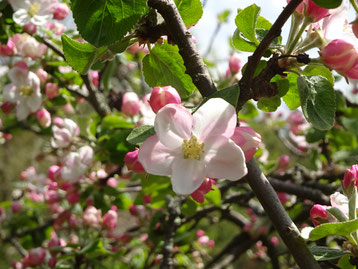 Apfelblüten im Frühling symbolisieren den Start ins hauptberufliche Texten