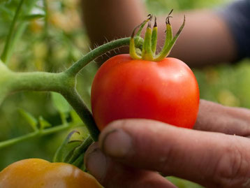 Aus selbst gezüchteten Tomaten lassen sich die Samen für die Aufzucht des nächsten Jahres gewinnen. Foto: Klaus-Dietmar Gabbert