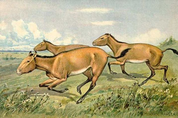 Dessin de Heinrich Harder