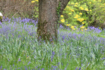 der romantische Rowallane Garden mit blühenden Blue Bells - My own Travel Rundreisen Irland