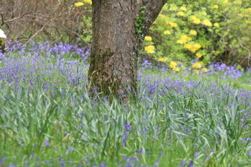 der romantische Rowallane Garden mit blauen Blue Bells - ©My own Travel Rundreisen Irland