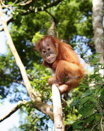 Baby orang-oetan in de jungle van het Gunung Leuser National park op Sumatra