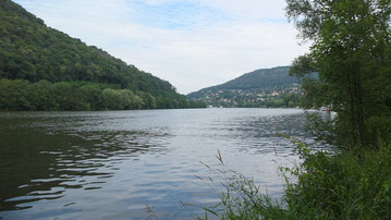 die Elbe fließt direkt am Campingplatz entlang