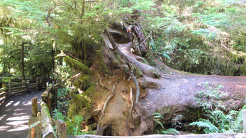 umgestürzter Baumriese in Cathedral Grove