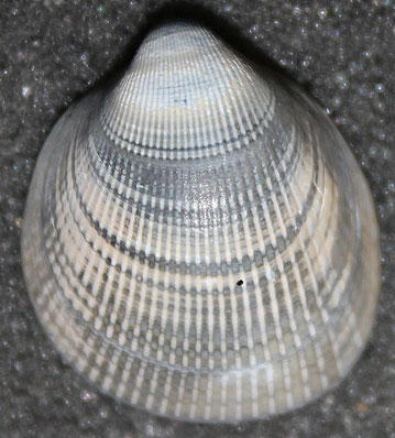 Laevicardium oblungum, litorale romagnolo