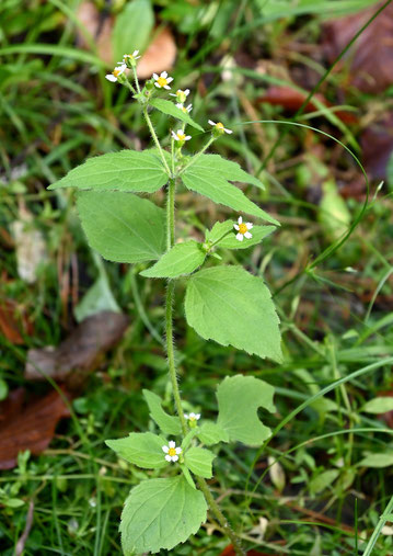 Behaartes Knopfkraut - Ganlinsoga ciliata, Waldwegrand bei Karlsbad-Ittersbach (G. Franke, 2023)