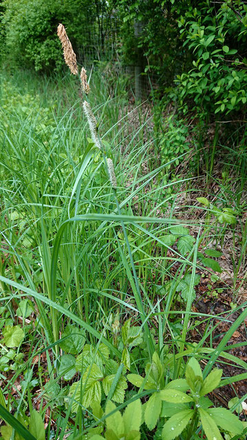 Sumpf-Segge - Carex acutiformis; Grabenrand bei Karlsbad-Spielberg (G. Franke)