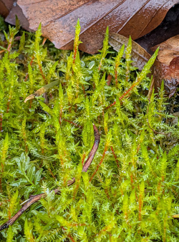 Spitzblättriges Spießmaoos - Calliergonella cuspidata; Waldwegrand zwischen Karlsbad-Langensteinbach und K.-Spielberg (G. Franke, 18.12.2025) gehört zu den Laubmoosen, Familie Pylaisiaceae; mag feuchte und nährstoffreiche Böden