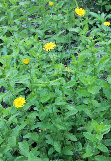 Großes Flohkraut - Pulicaria dysenterica; Waldwegrand bei Karlsbad-Ittersbach (G. Franke, 04.09.2015)