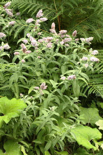 Artengruppe Ross-Minze - Mentha longifolia/ Mentha spicata (G. Franke)