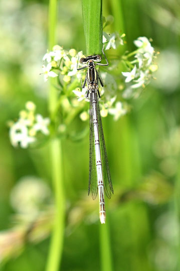 Blaue Federlibelle - Platycnemis pennipes; an der NABU-Blühfläche in der Pflanzen Oase Jansen bei Karlsbad-Spielberg (G. Franke, 31.05.2025) Vielen Dank für die Bestätigung bei iNaturalist