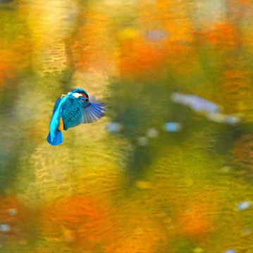 紅葉したケヤキが池に映りこむ中、カワセミがホバリング（谷矢部池公園愛護会　光本さん撮影）