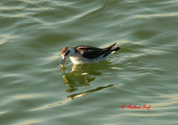 Das Odinshühnchen (Phalaropus lobatus) gehört zu den Wassertretern und damit zu den Limikolen. Das Odinshühnchen lebt außerhalb der Brutzeit sehr gerne auf dem Meer und zählt somit zu den pelagischen Vogelarten..