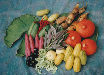 加賀野菜青果物