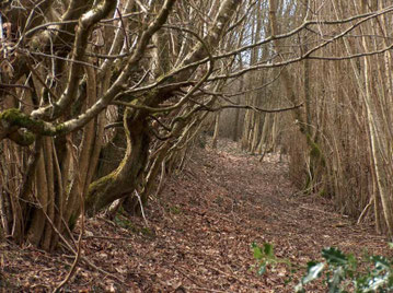 Chemin rural du Frety (commune de Thiéry Pré) fort heureusement entretenu par deux habitants, M et Mme Pouyet.