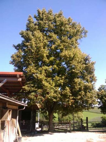 Unsere Linde - Mittelpunkt unseres Hofes