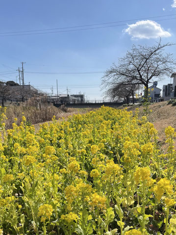 豊川 豊橋 庭 外構　西古瀬川 菜の花 2026