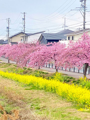 豊川 豊橋 庭 外構 西古瀬川 菜の花 2026