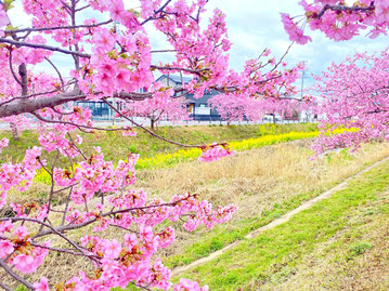 豊川 豊橋 庭 庭工事 西古瀬川 河津桜 2026