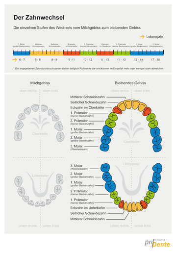 Kieferorthopädie (KFO): Die einzelnen Phasen des Zahnwechsels. Klicken Sie auf die Grafik, um sie zu vergrößern!