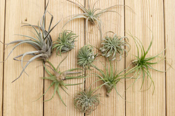 How To Revive Air Plants, from watering to pruning by PASiNGA blog