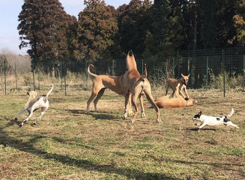 ヤギの餌 販売 飼料販売 ペット ミニヤギ専門 Ecolomo牧場