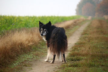 Un vieux border noir et blanc déambule sur un chemin de campagne par coach canin 16 educateur canin à cognac, angouleme