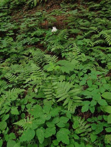 ハルカラマツ　春唐松　キンポウゲ科