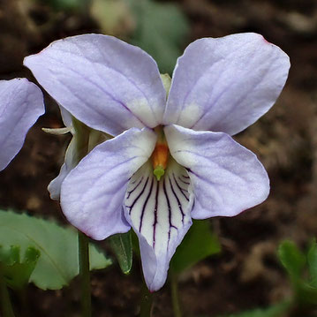 ナガバノスミレサイシンの花。　側弁は無毛。