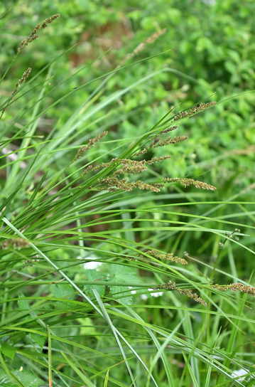 Rispen-Segge - Carex paniculata; Grabenrand im Eyachtal bei Dobel (G. Franke, 27.05.2025)