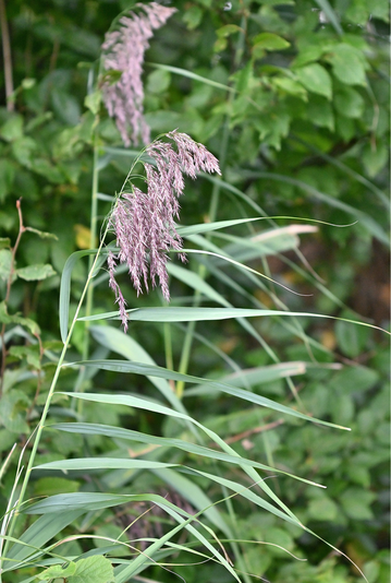 Schilfrohr - Phragmites australis; Weggraben bei Karlsbad-Spielberg (G. Franke, 14.09.2025)